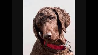 Все породы собак.Ирландский водяной спаниель(Irish Water Spaniel)