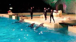 HD: Dolfijnen show in het Dolfinarium