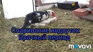 Брачный период у Мускусных уток. Спаривание индоуток.