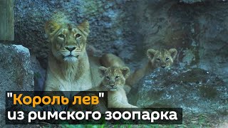 В римском зоопарке пополнение: львята исчезающего вида родились за время пандемии