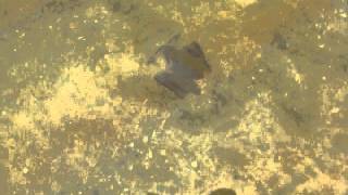 Jellyfish Pattaya Медуза Паттйя