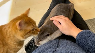 カワウソさくら 猫が頭上を飛び回った時のカワウソの反応は…？ What is the reaction of the otter when the cat flies overhead ...?