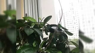 Hoya canosa. compacta. memoria. 울집 호야꽃이 모였네요~??