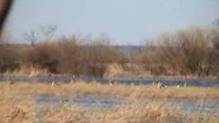 Goose