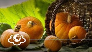 Гарбуз.Cucurbita. "Щоденник здоров'я"