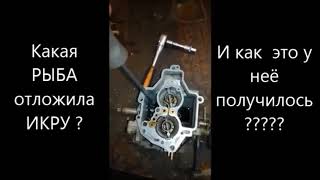СОЛЕКС - РЫБОЛОВ !!! Внимание ВОПРОС ! (От Юрия из Ростова-на-Дону)