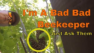 Incredible Honey Bee Swarm Survives Monsoon Winter And Yappy