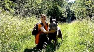 Hollandese Herder Max Tierheimhund Böblingen