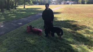 rape/abduction prevention...A REAL PROTECTION DOG