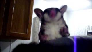 Sugar Glider Playing With A Whisker