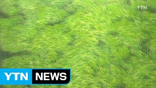 '보리 작가' 박영대 화백 미술관 개관 / YTN (Yes! Top News)