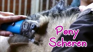 Lia & Alfi - Das Pony wird geschoren - mit Schermuster