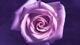 Zen Music For Healing | Miracle Tone 432Hz | Meditation Music For Healing Energy | Energy Cleanse
