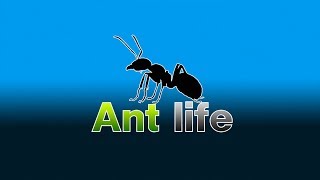 Ant life ЗАСЕЛЕНИЕ МУРАВЬЕВ В НОВЫЙ ДОМ!!!