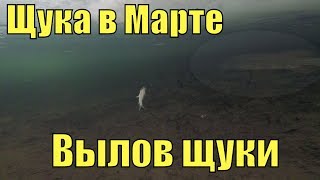 Сумасшедшие щуки.Ротан.Зима 2019.Рыбалка на жерлицы.Хитрая лиса.