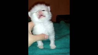 Маленький котенок болеет и чихает