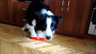 Dogs tricks