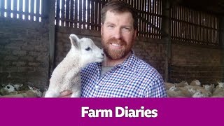 Jim Smith's Farm Diaries - Short Stuff