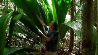 FIELD TRIP WITH PATRICK BLANC - BORNEO - KUCHING DIVISION