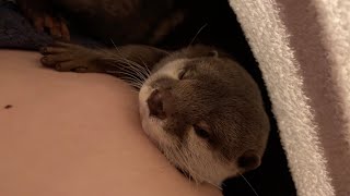 寒くなってきて飼い主の服の中で生活し始めたので家賃を請求されるカワウソ Otter begins to live in owner's clothes