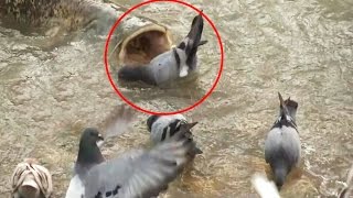Нападения и атаки хищных рыб