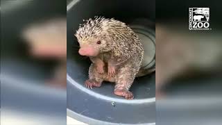 Rico the Worlds Cutest Porcupine Drinks - Cincinnati Zoo