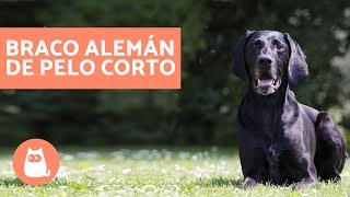 BRACO ALEMÁN de pelo corto - ADIESTRAMIENTO y características