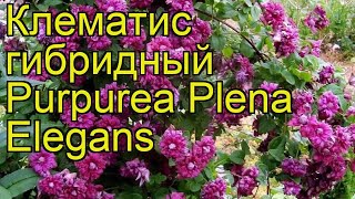 Клематис гибридный Пурпуреа Плена Элеганс. Краткий обзор, описание характеристик