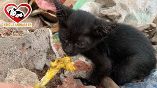 Rescue black kittens, eat leftovers like rats in a landfill/ Rescue Animals TN Center