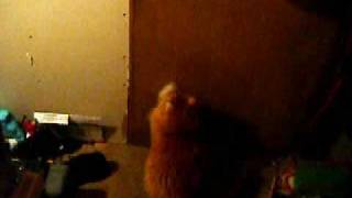 Leo the Great, the massive Maine Coon