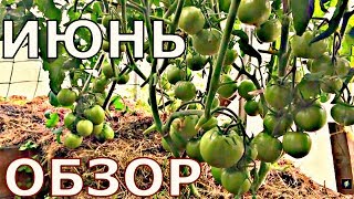 НАШ ОГОРОД - 24 июня - ОБЗОР - Подмосковье.
