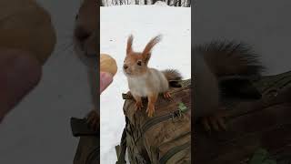 Ловлю красивую рыжую белочку / Catching a beautiful red squirrel