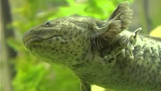 АКСОЛОТЛЬ - ПЕРВОБЫТНАЯ АМФИБИЯ - ВОДЯНОЙ ДРАКОН