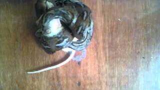 my pet Snake eats rat
