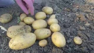Картофель Белый лебедь, Николаев.