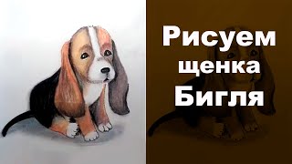 Рисуем soft пастелью Бигль ?  Soft Pastel Bigl