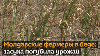 Новые протесты аграриев: сельское хозяйство Молдовы терпит огромные убытки