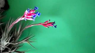 Tillandsia gris (Clavel del aire)            III
