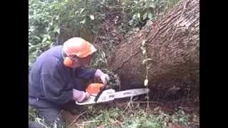Stihl MS 271 review cutting up a large oak uprooted in a ice storm