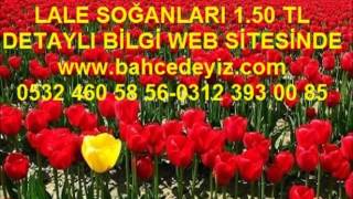 lale soğanları fiyatları,lale sogani, lale çiçeği, lale soğanı, lale soğanı, lale+soğanı, lale soğan