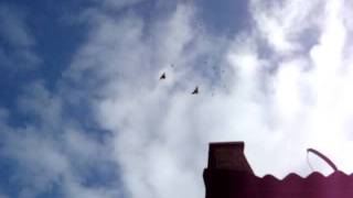 николаевские.flv виктора  сазонова