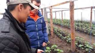 Yuksel Seeds. Огурец Каприкорн F1 (13 апреля)
