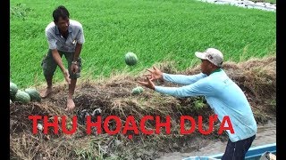Dân Miền Tây Thu Hoạch Dưa Hấu / Westem people harvest watermelon