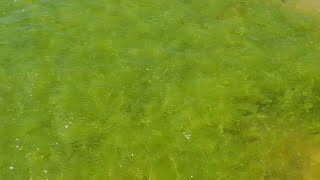 #АНАПА. Погода. 26.08.2018 Водоросли на пляже КАВКАЗ.