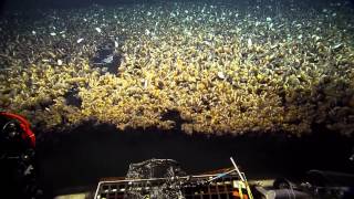 Best of the E/V Nautilus 2014 Expedition | Nautilus Live