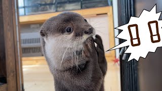 猫の後をついていったらカワウソの悪事を教えてくれた！ I followed the cat and he told me about bad things otter do!