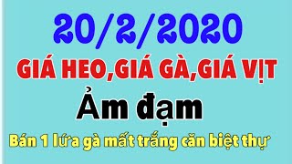 Giá heo hơi hôm nay ngày 20/2/2020/giá gà /giá vịt/giá cả thị trường