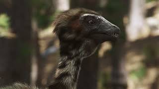 Caudipteryx, Mystery of Feathers