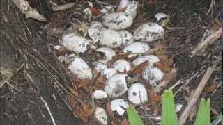 What animals lay eggs?