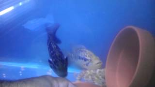 Yes I got eggs. 1st time Jaguar Cichlids mated.
